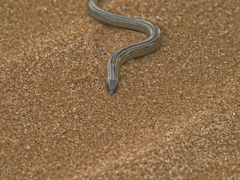 Swakopmund, Fitzsimon's Burrowing Skink